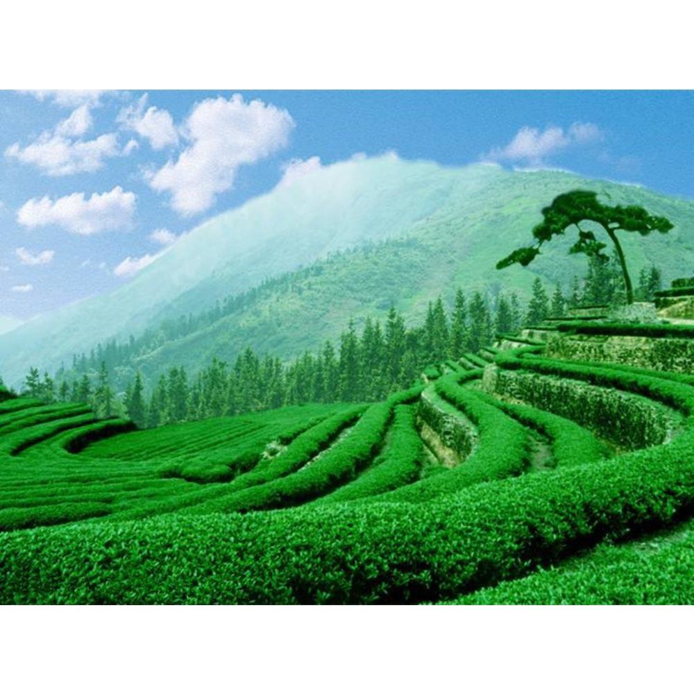 HelloYoungTea Raw Pu-erh Tea 100g Yunnan Sheng Puerh Ancient Tree Tea Loose Leaf Premium