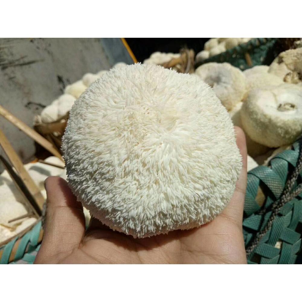 HelloYoungTea Premium Dried Lion's Mane Mushroom Hericium Erinsceus 250g