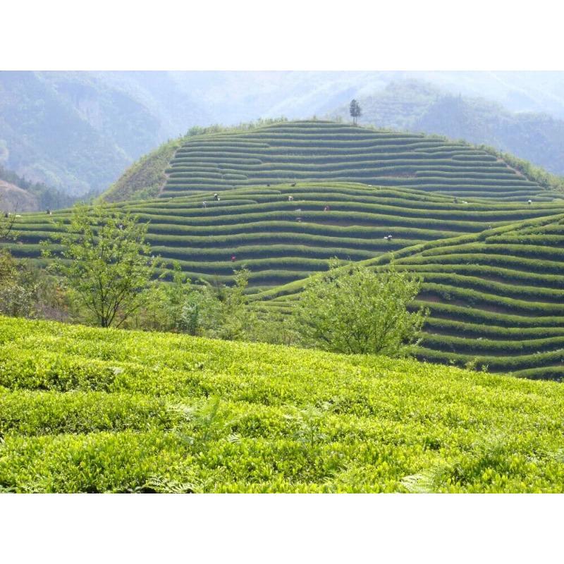 HelloYoungTea Supreme Fat Burner Chinese green white tea healthy tea sencha green tea