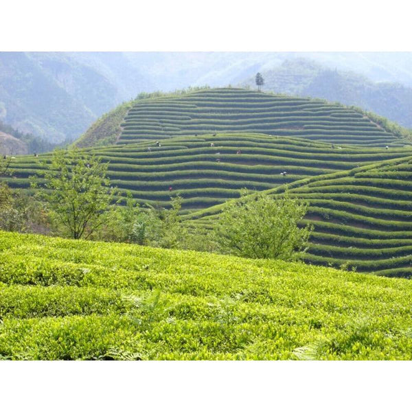 HelloYoungTea Supreme Fat Burner Chinese green white tea healthy tea sencha green tea