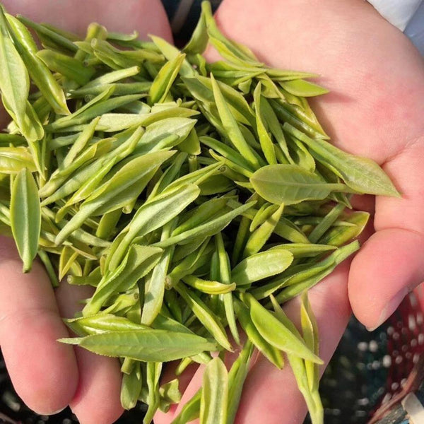 HelloYoungTea 1000g Zhejiang Anji White Tea Baicha Baipian Slice Tea Spring Chinese GREEN TEA