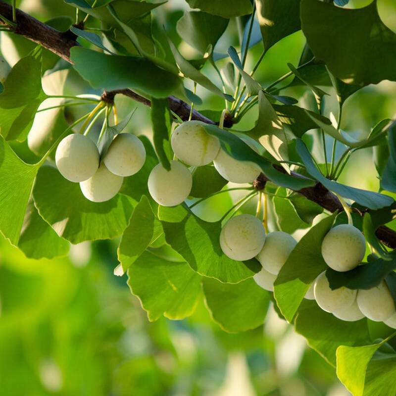 HelloYoung 100g-500g Shu GinKgo Biloba , Ripe ginkgo, dried Ginkgo Biloba Silver Apricot Nut Chinese Organic Food Health Food