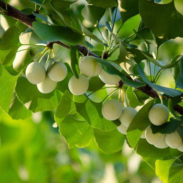 HelloYoung 100g-500g Shu GinKgo Biloba , Ripe ginkgo, dried Ginkgo Biloba Silver Apricot Nut Chinese Organic Food Health Food