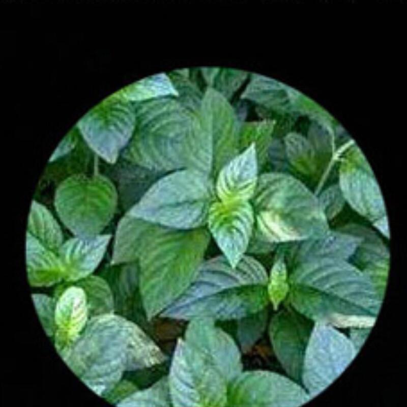 HelloYoungTea Aged Yunnan Pu Erh Tea Cake 357g Glutinous Rice Aroma