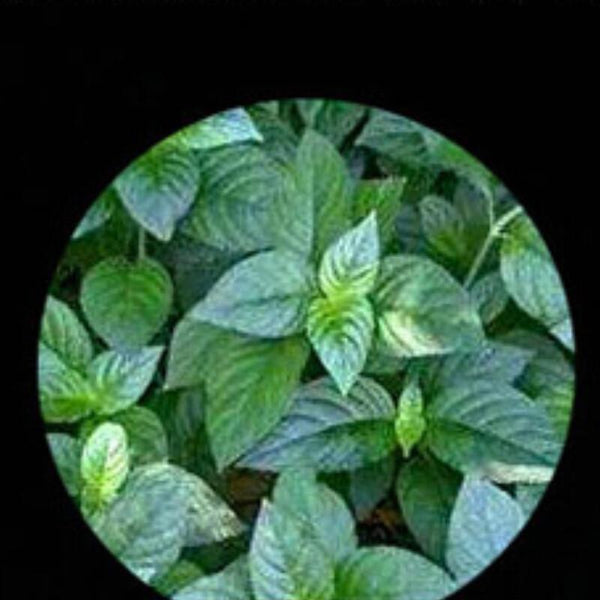 HelloYoungTea Aged Yunnan Pu Erh Tea Cake 357g Glutinous Rice Aroma