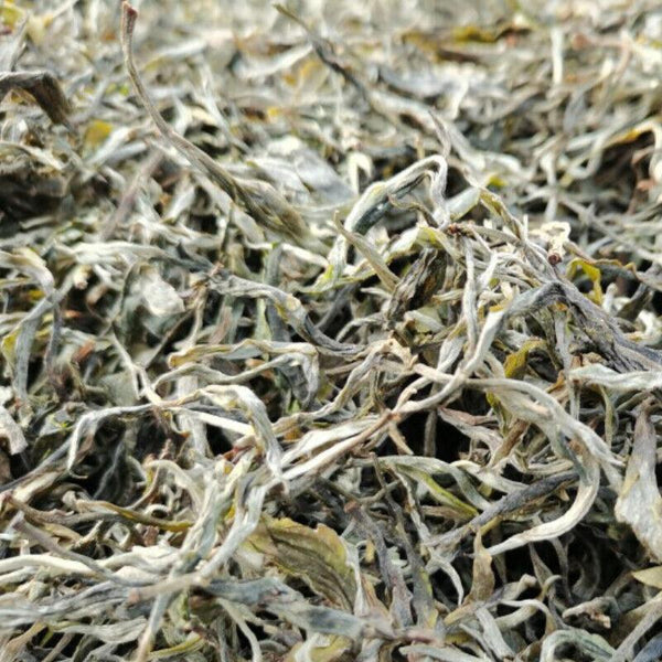 HelloYoungTea 200g Fenghuangwo Ancient Tree Tea Organic Spring Tea Healthy Drink