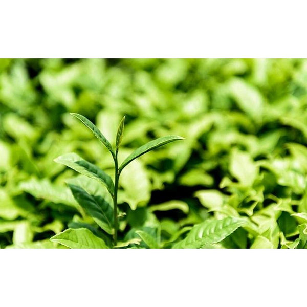HelloYoungTea Silver Needle Organic White Tea 65g Sample Pack Loose Leaf Herbal Drink