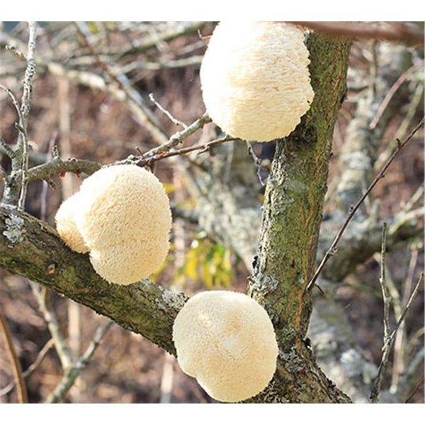 HelloYoungTea 500g Dried Lion's Mane Mushroom Herbal Tea Natural Healthy Food