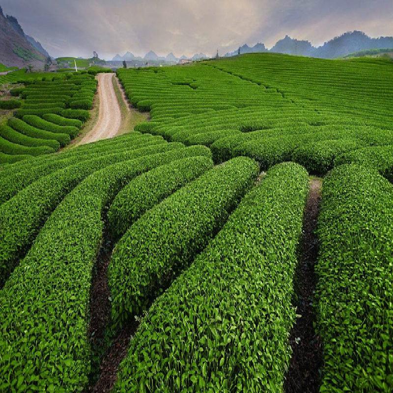 HelloYoungTea Oolong Tea 125g/250g/500g High Quality Natural Oolong Tea Ginseng  High Cost-effective Tea