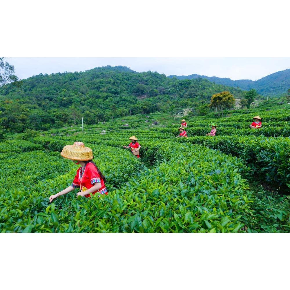 HelloYoungTea Organic Chinese Green Tea Loose Leaf Natural Stevia Sweet Herbal Drink