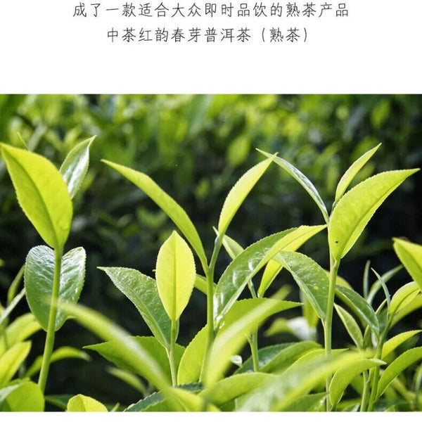 HelloYoungTea ChinaTea Red Rhyme Spring Bud 2019 Yunnan Menghai Pu'er Tea Ripe Cooked Tea 357g