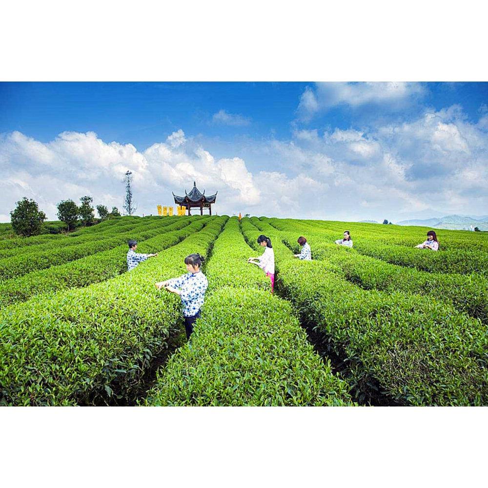 HelloYoungTea Chinese Pu-erh Tea 357g Raw Spring Tea Cake Handmade Fermented