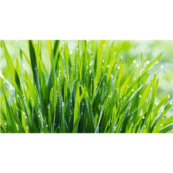 HelloYoungTea Organic Wheat Grass Powder 100g, Pure Natural Healthy Drink