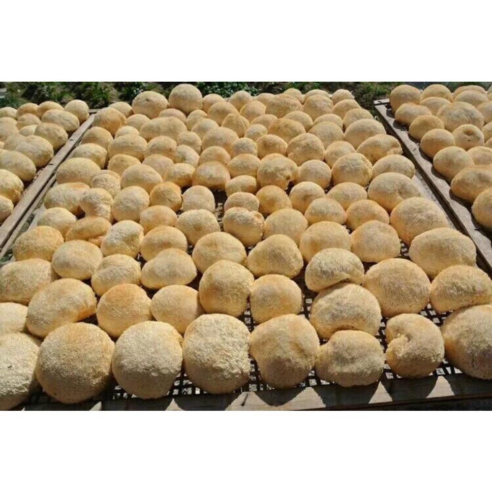 HelloYoungTea Premium Dried Lion's Mane Mushroom Hericium Erinsceus 250g