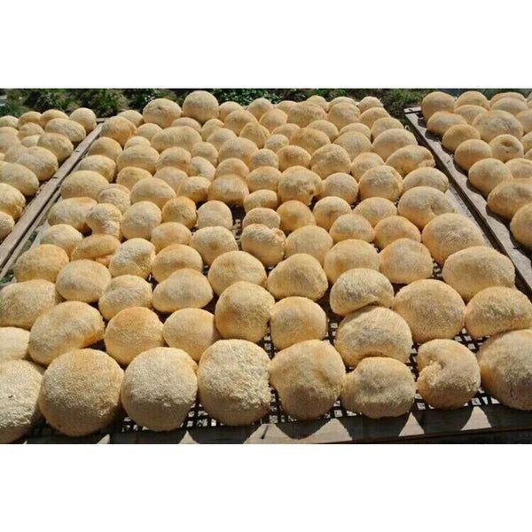 HelloYoungTea Premium Dried Lion's Mane Mushroom Hericium Erinsceus 250g