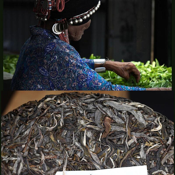 HelloYoungTea Haiwan Pa Sha Ancient Tree Puer Tea Aged Tree Sheng Puerh Tea 500g