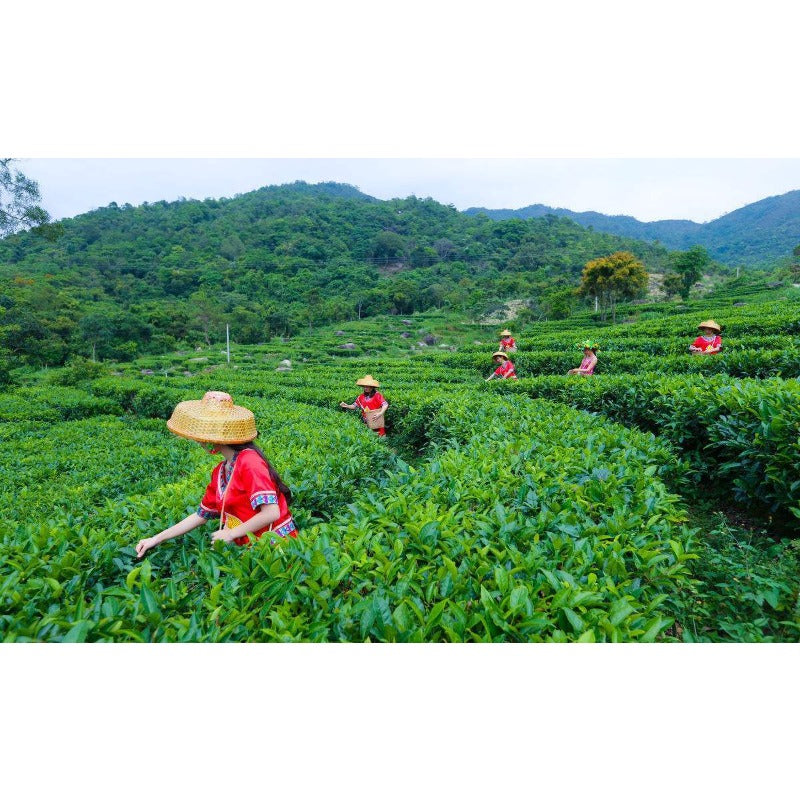 HelloYoung Yunan Pu Erh Tea Bamboo Canned Package Black Tea Loose Leaf Ripe Puer Tea 100g