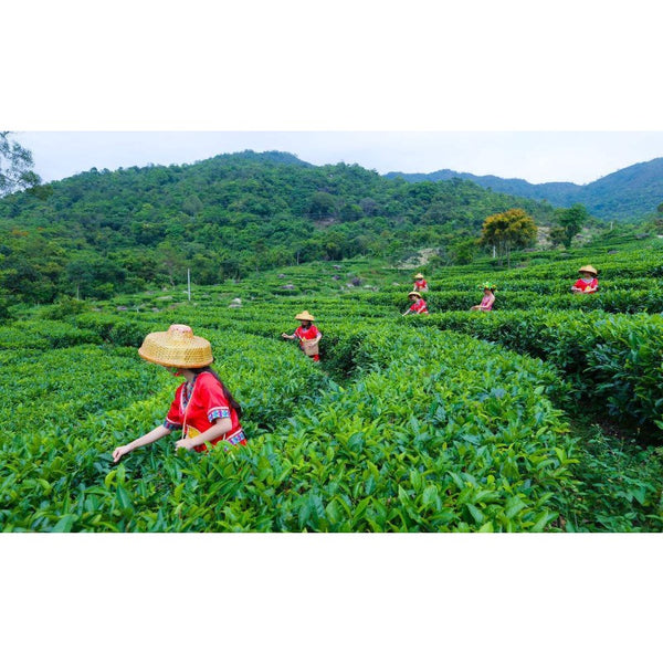 HelloYoung Yunan Pu Erh Tea Bamboo Canned Package Black Tea Loose Leaf Ripe Puer Tea 100g