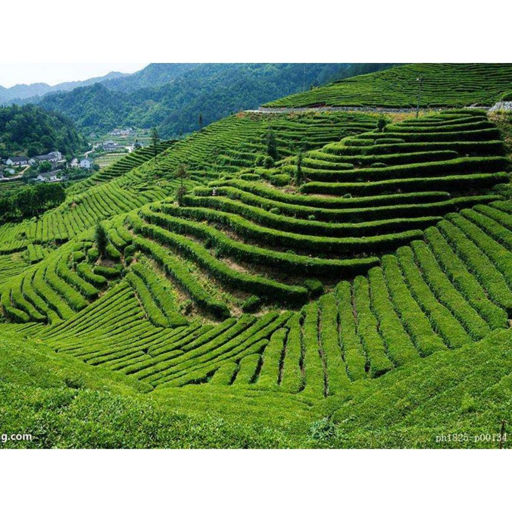 HelloYoungTea 2010 Yunnan Raw Pu erh Tea 357g Health Green Food