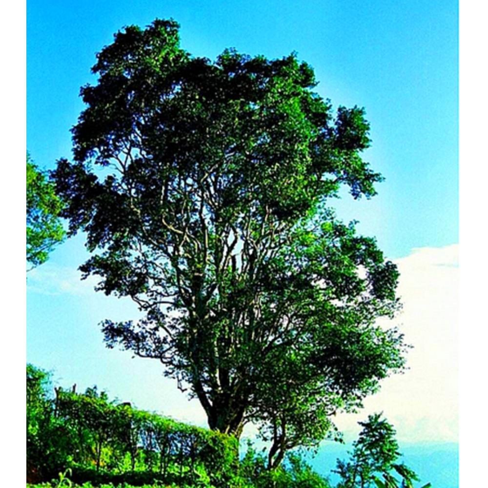 HelloYoungTea Yunnan 357g Raw Pu-erh Tea Cake Lao Ban Zhang Ancient Tree Pure Tea