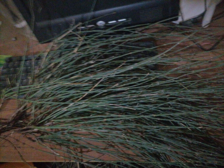 HelloYoung Mahuang Natural Ephedra Sinica Tea Mo huang Good Tea Natural Organic Flower tea 500g