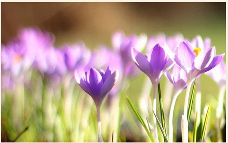 HelloYoungMade in China Top Grade Saffron Crocus Stigma Croci Flower tea 1g to Raise Tonic