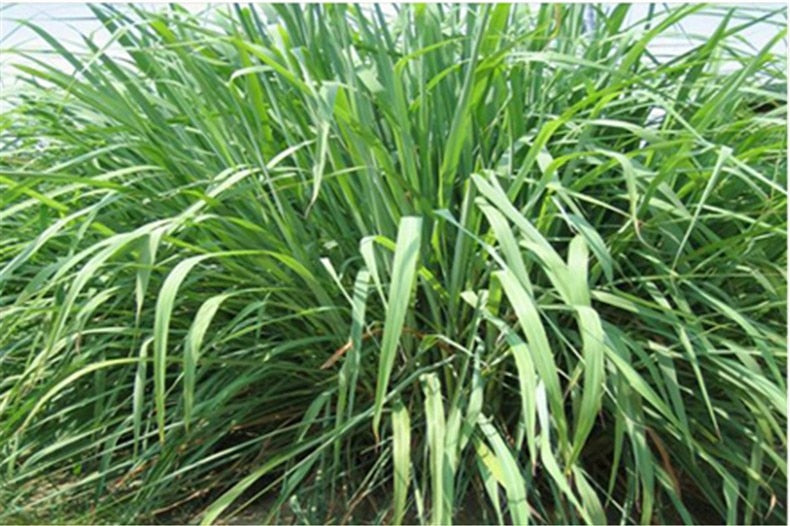 HelloYoungLemongrass 200g,lemon flavor Herbal Tea,cymbopogon citratus, citronnelle,lemonTe