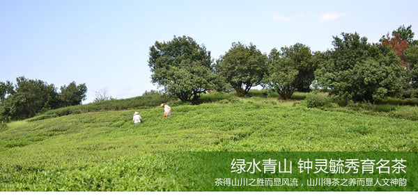 HelloYoungChinese Tea Longjing Tea Spring Green Tea West lake Longjing Tea 50g Long Jing tea