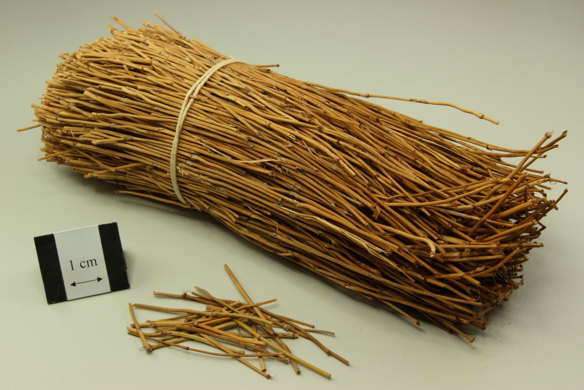 HelloYoung Somlata Gerard Jointfir Khanta Asmania Branch Stem Whole 500g(17.63oZ)~