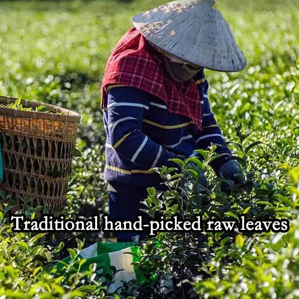 HelloYoungTea HelloYoung Jin Xuan Milk Oolong Tea Loose Leaf - Taiwan Alishan High Mountain Oolong Tea Leaves 250g Strong aroma resistant to brewing