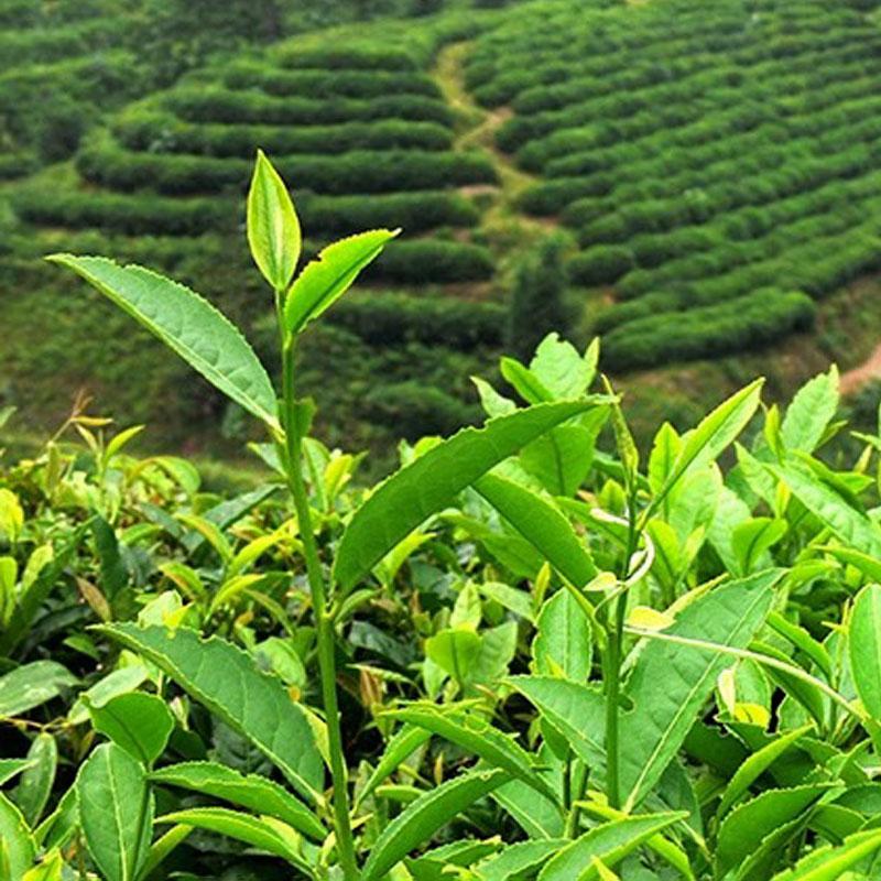 HelloYoungTea HelloYoung Milk Oolong Chinese Green Leaf Tea 250g Strong aroma resistant to brewing