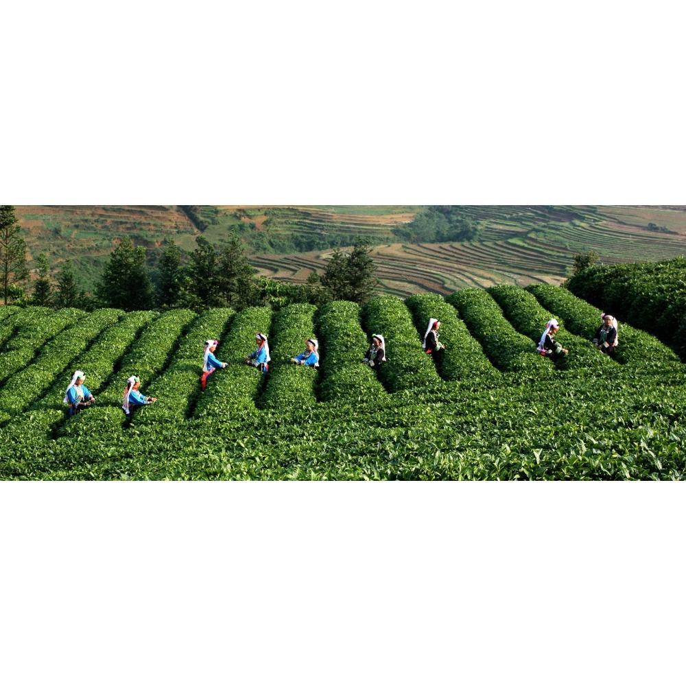 HelloYoungTea Organic Puer Tea Loose Leaf Ripe Black Tea 120g Box