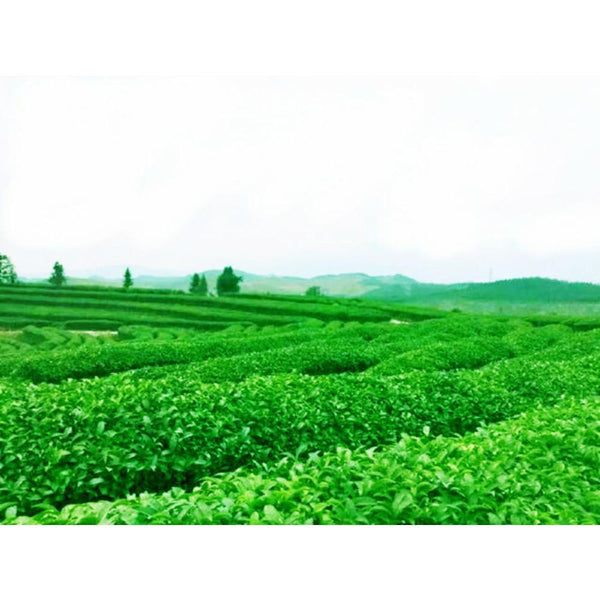 HelloYoungTea 500g Pu-erh Ripe Tea Brick Bamboo Tube Old Banzhang Ancient Tree Premium Loose Leaf