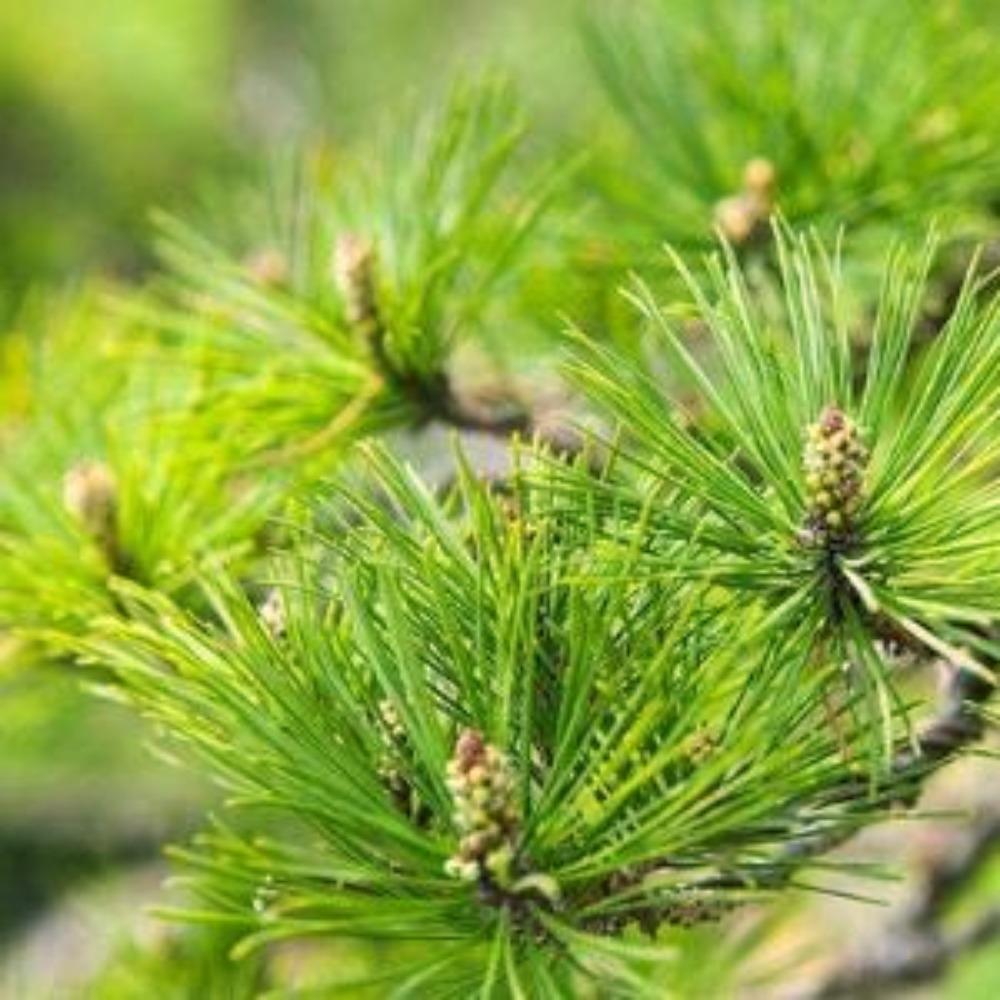 HelloYoungTea Organic Dried Pine Needle Tea Premium Red Pine Needles Loose Leaf Herbal Tea