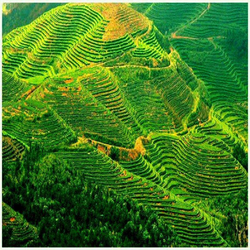 HelloYoungTea Ginkgo Biloba Leaves  Chinese Wild Ginkgo Tea Medicinal Tea Herbal Tea