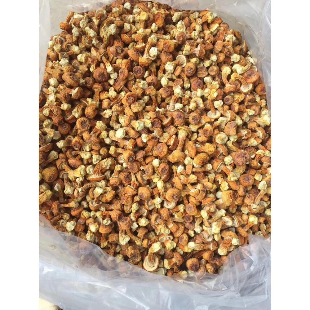 HelloYoungTea 100g Top Grade Mushroom Brazil Jisongrong Dried Chinese Soup Ingredient