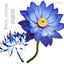 HelloYoungTea Natural Base Planting Pesticide Free Chinese Herb Dried Blue Lotus Flower