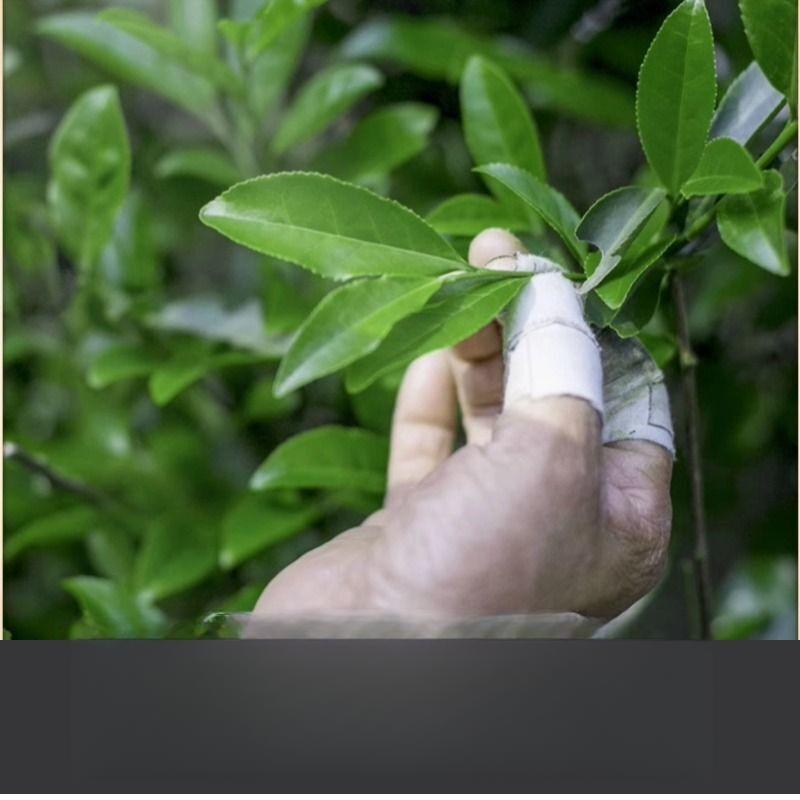 HelloYoungTea Taiwan Black Oolong Tea 2025 New Dong Ding High Mountain Fragrant