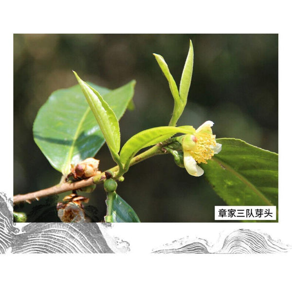 Bulang Famous Mountain Aged Tree 500g Haiwan Zhang Jia San Dui Puer Tea
