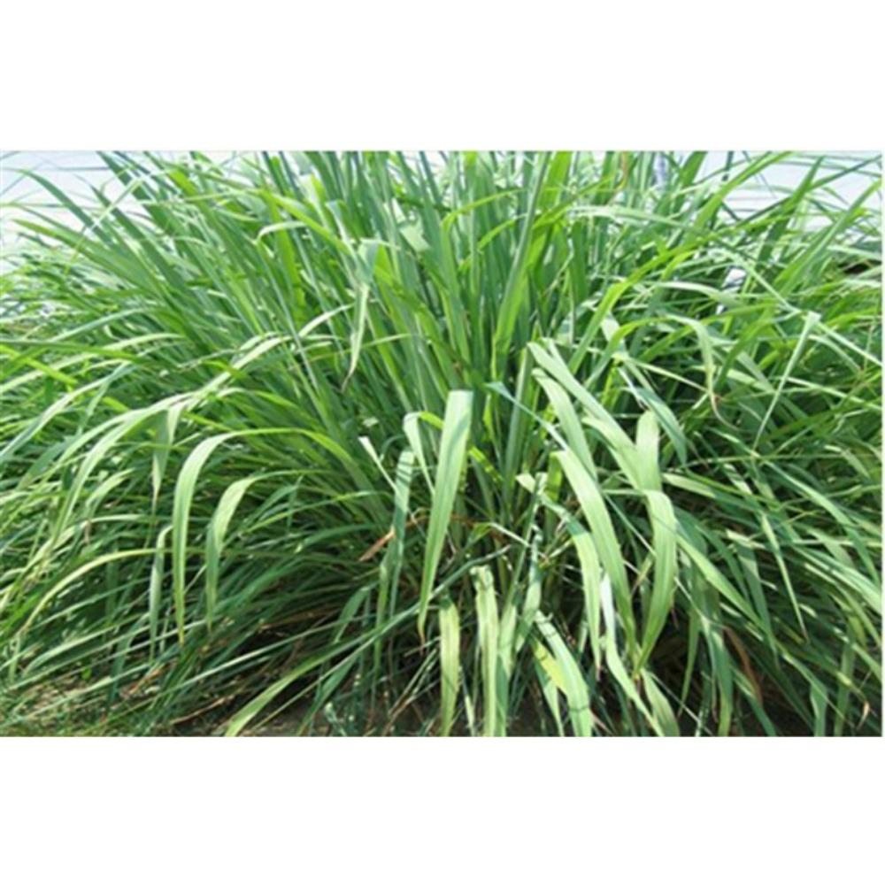 HelloYoungTea Lemon Grass Herbal Tea 200g Natural Citrus Flavor Refreshing Drink Healthy Wellness