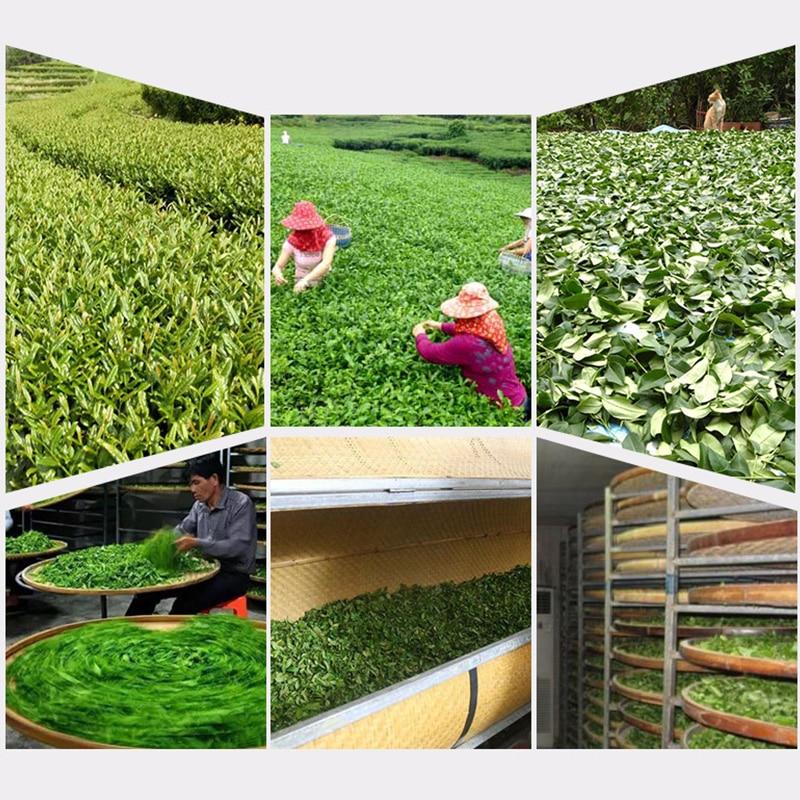 HelloYoungTea 2023 Fujian Ningde Green Tea, High-Mountain Spring Tea Lvcha, 250g
