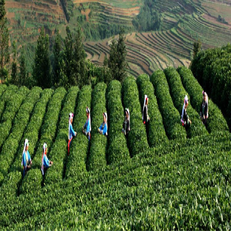 HelloYoungTea Puerh Black Tea Premium Puer Cooked Tea Tuo Cha Dragon Ball Mini Oyster Yunnan