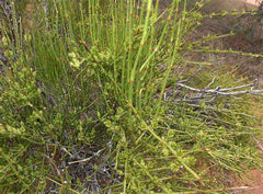 HelloYoung Mahuang Natural Ephedra powder  Mo huang Good Tea Natural Organic Flower tea 500g