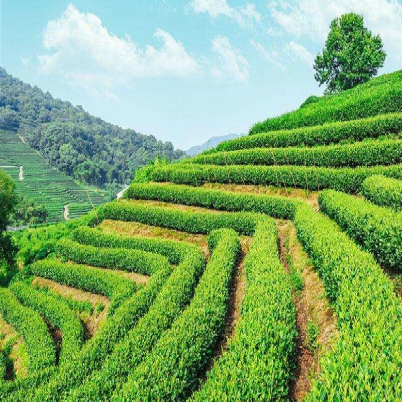 China 100g Black Puer Tea Ripe Pu-erh Red Tea Yunan Canned Green Food Beauty Tea