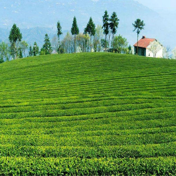 HelloYoungTea Haiwan 2018 Lao Tong Zhi 9908 Ripe Puer Cha Tou Old Brick Shu Puer Tea 500g