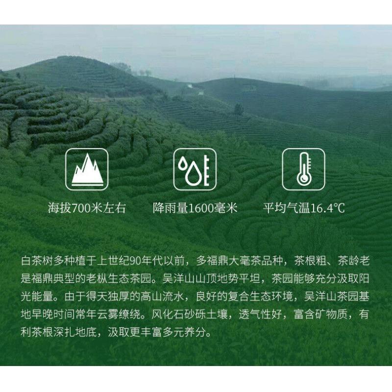 350g Fuding White Tea Panxi Gongmei Shoumei Gaoshan Sunshine Old White Tea Cake