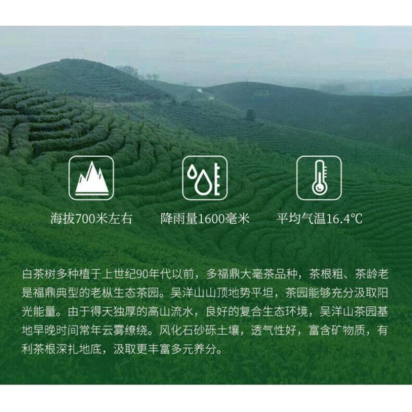 350g Fuding White Tea Panxi Gongmei Shoumei Gaoshan Sunshine Old White Tea Cake
