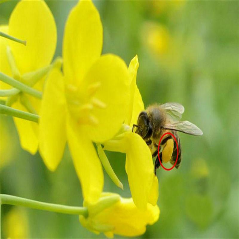 HelloYoungTea Rapeseed Napus Organic Natural Premium Anti-aging and Organic Skin Care Keep Fit