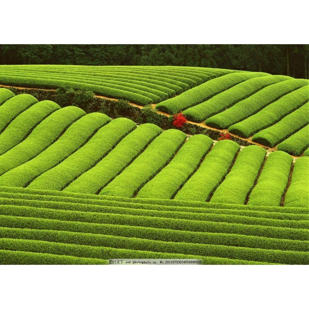 HelloYoungTea 200g Yunnan Pu-erh Tea Cake Aged Fermented Chinese Dark Tea Healthy Organic Eco Tisane