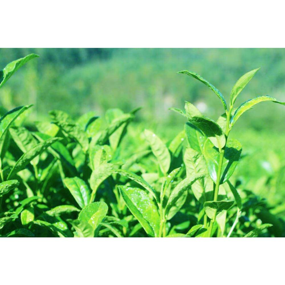 HelloYoungTea Raw Pu-erh Tea Cake 357g Yunnan Sheng Cha Menghai Green Tea